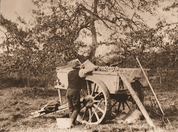 Man loading cart with apples