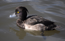 A tufted duck, photographed at Slimbridge Wildlife Reserve in Gloucestershire.