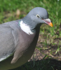A wood pigeon on the grass