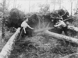 Two men sawing a fallen tree with a two-handled saw